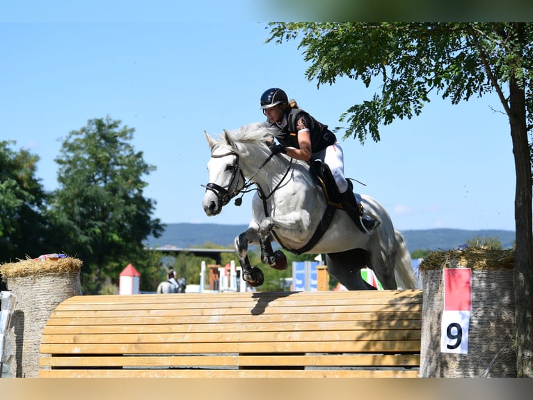 Ungarisches Sportpferd Stute 12 Jahre 168 cm Schimmel in Breitenfurt bei Wien