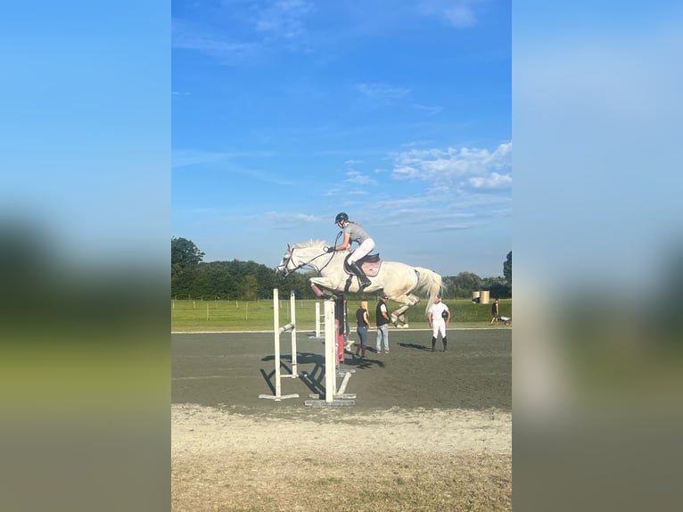 Ungarisches Sportpferd Stute 12 Jahre 168 cm Schimmel in Breitenfurt bei Wien