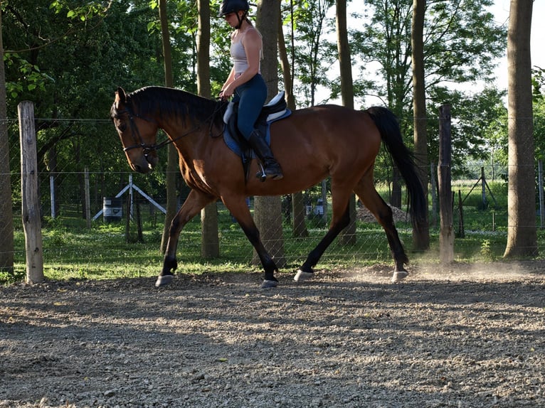 Ungarisches Sportpferd Stute 12 Jahre 170 cm Hellbrauner in Répcevis