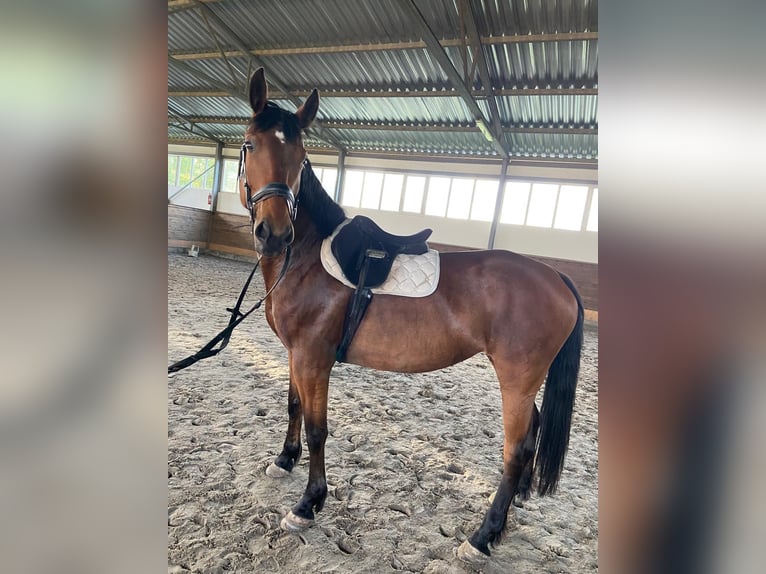 Ungarisches Sportpferd Stute 12 Jahre 170 cm Hellbrauner in Répcevis