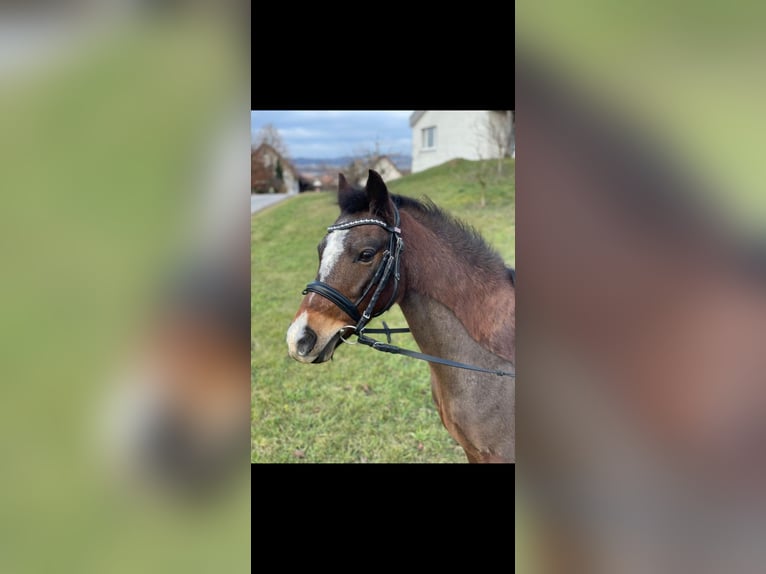 Ungarisches Sportpferd Stute 13 Jahre 127 cm Brauner in Dörflingen