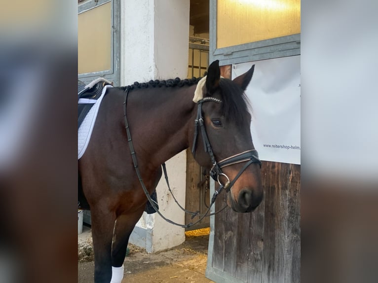 Ungarisches Sportpferd Stute 13 Jahre 160 cm Dunkelbrauner in Aurolzmünster