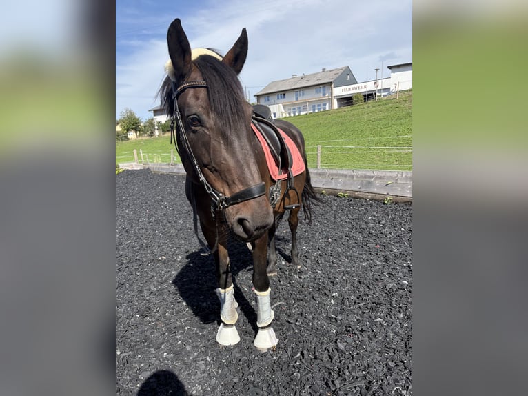 Ungarisches Sportpferd Stute 13 Jahre 160 cm Dunkelbrauner in Aurolzmünster
