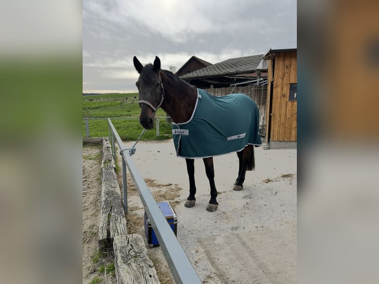 Ungarisches Sportpferd Stute 13 Jahre 160 cm Dunkelbrauner in Aurolzmünster