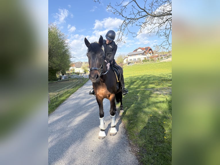 Ungarisches Sportpferd Stute 13 Jahre 160 cm Dunkelbrauner in Aurolzmünster