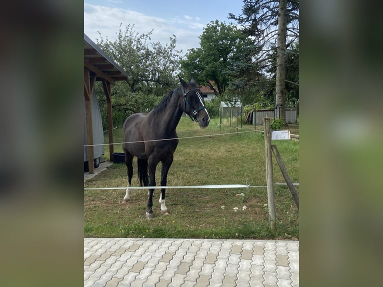 Ungarisches Sportpferd Stute 13 Jahre 163 cm Dunkelbrauner in Wadern