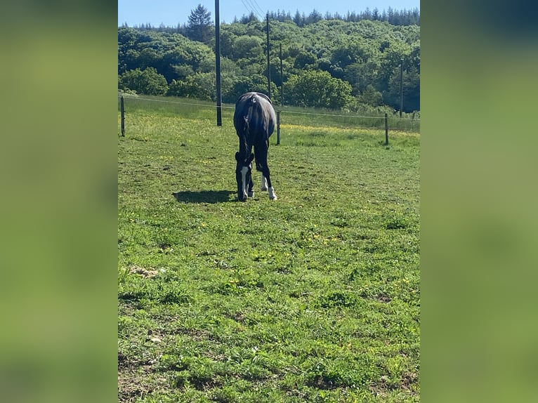 Ungarisches Sportpferd Stute 13 Jahre 163 cm Dunkelbrauner in Wadern