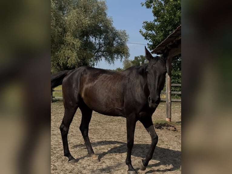 Ungarisches Sportpferd Stute 13 Jahre 164 cm Rappe in Cottbus