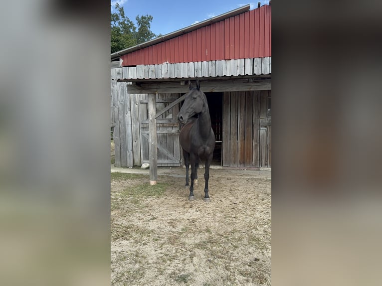 Ungarisches Sportpferd Stute 13 Jahre 164 cm Rappe in Cottbus