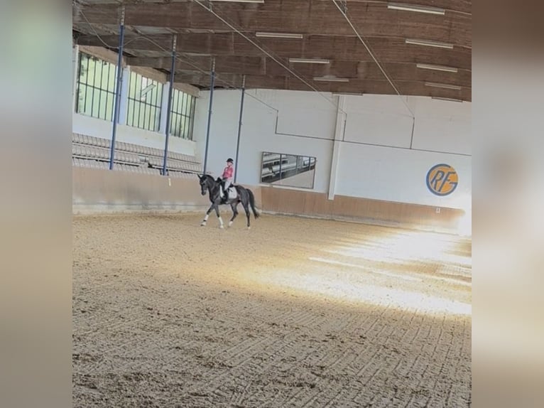 Ungarisches Sportpferd Stute 13 Jahre 165 cm Rappe in GöppingenGöppingen