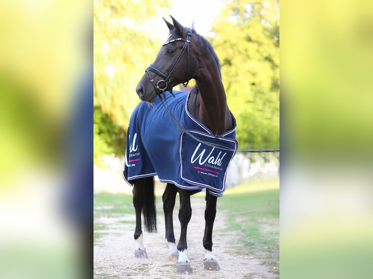 Ungarisches Sportpferd Stute 13 Jahre 165 cm Rappe in GöppingenGöppingen