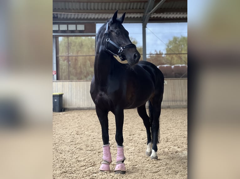 Ungarisches Sportpferd Stute 13 Jahre 165 cm Rappe in GöppingenGöppingen