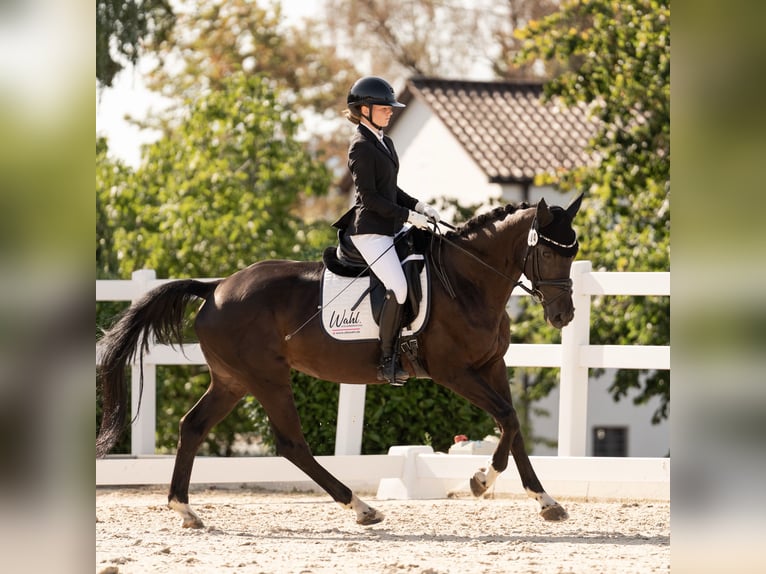 Ungarisches Sportpferd Stute 13 Jahre 165 cm Rappe in GöppingenGöppingen