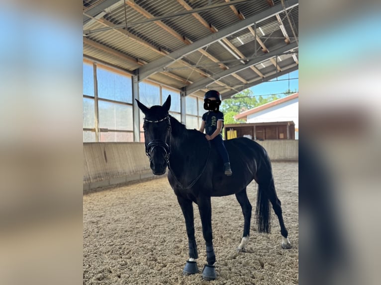 Ungarisches Sportpferd Stute 13 Jahre 165 cm Rappe in GöppingenGöppingen