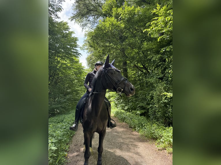 Ungarisches Sportpferd Stute 13 Jahre 165 cm Rappe in GöppingenGöppingen