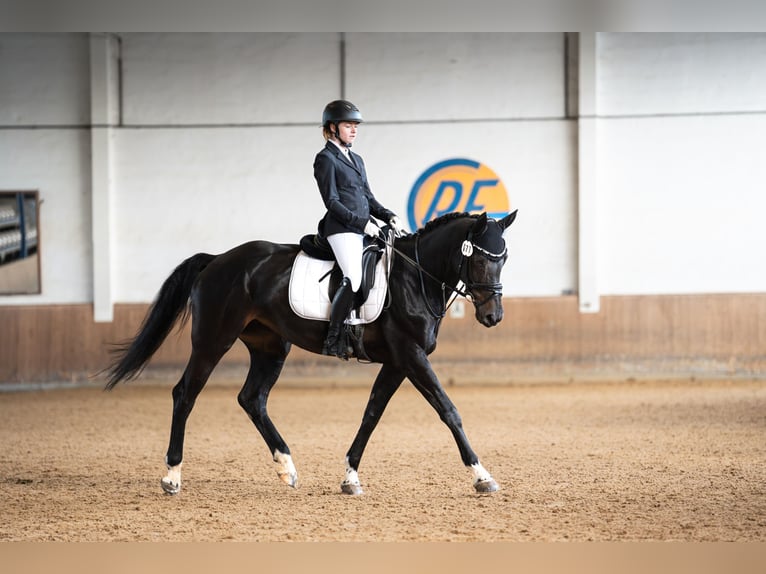 Ungarisches Sportpferd Stute 13 Jahre 165 cm Rappe in GöppingenGöppingen