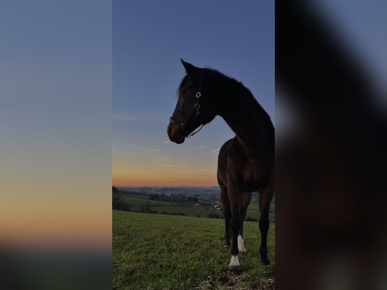 Ungarisches Sportpferd Stute 13 Jahre 167 cm Brauner in Purgstall
