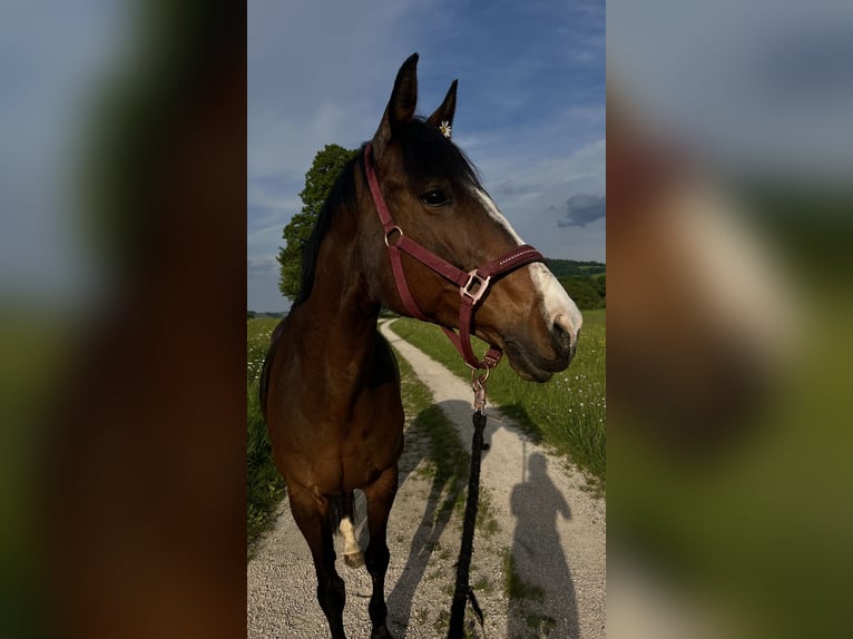 Ungarisches Sportpferd Stute 13 Jahre 167 cm Brauner in Purgstall