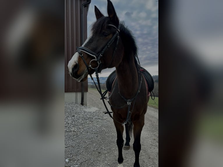 Ungarisches Sportpferd Stute 13 Jahre 167 cm Brauner in Purgstall