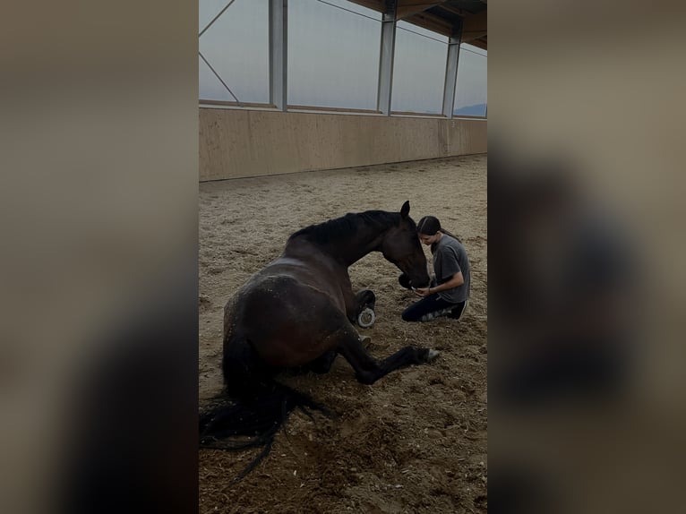 Ungarisches Sportpferd Stute 13 Jahre 167 cm Brauner in Purgstall