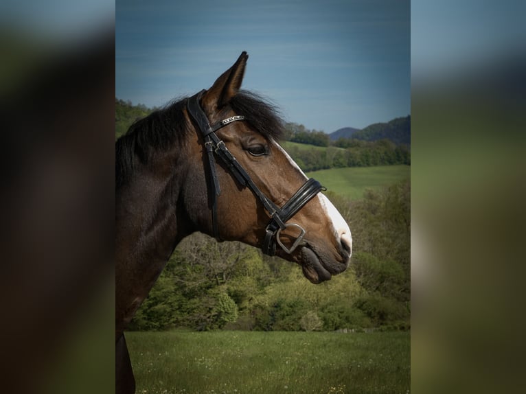 Ungarisches Sportpferd Stute 13 Jahre 167 cm Brauner in Purgstall