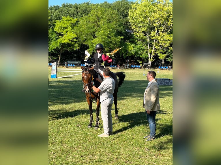 Ungarisches Sportpferd Stute 13 Jahre 170 cm Brauner in Pannonhalma