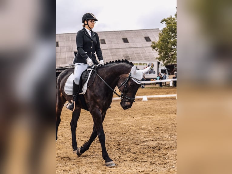 Ungarisches Sportpferd Stute 13 Jahre 173 cm Rappe in Anras