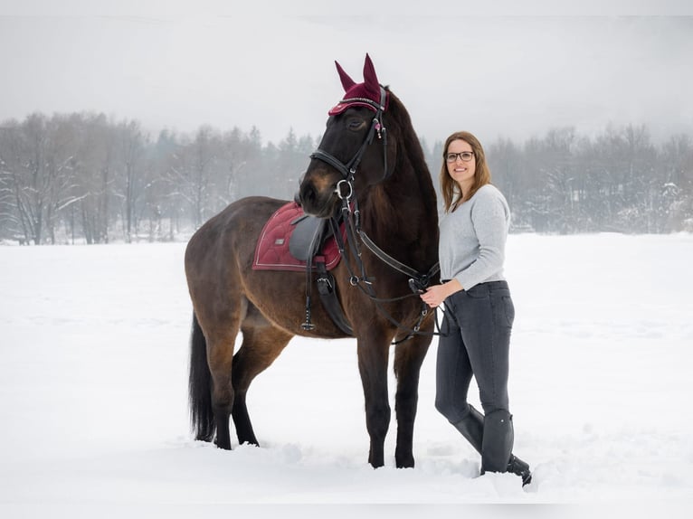 Ungarisches Sportpferd Stute 13 Jahre 173 cm Rappe in Anras