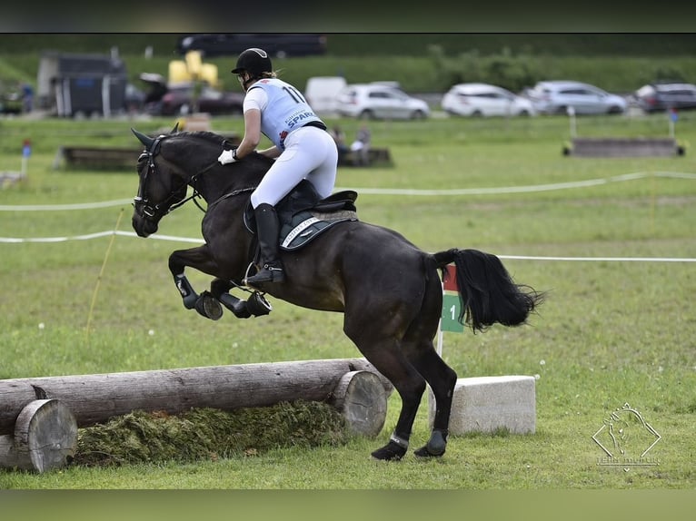 Ungarisches Sportpferd Stute 13 Jahre 173 cm Rappe in Anras