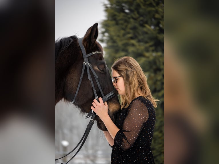 Ungarisches Sportpferd Stute 13 Jahre 173 cm Rappe in Anras