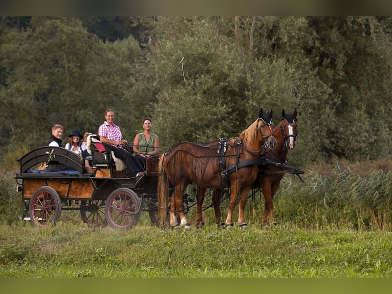Ungarisches Sportpferd Stute 14 Jahre 160 cm Fuchs in Riegersburg