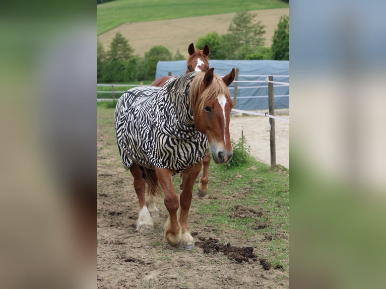 Ungarisches Sportpferd Stute 14 Jahre 160 cm Fuchs in Riegersburg