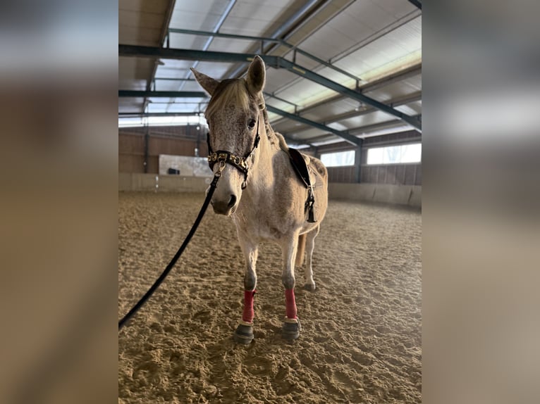 Ungarisches Sportpferd Stute 14 Jahre 165 cm Schimmel in Bad Blumau