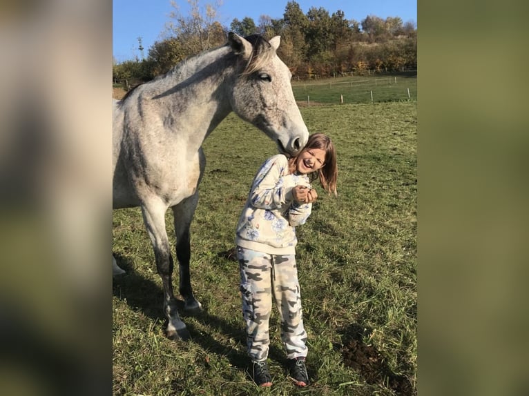 Ungarisches Sportpferd Stute 14 Jahre 165 cm Schimmel in Bad Blumau