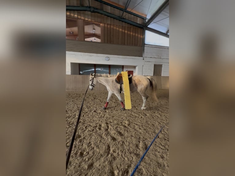 Ungarisches Sportpferd Stute 14 Jahre 165 cm Schimmel in Bad Blumau