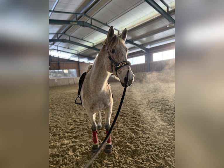 Ungarisches Sportpferd Stute 14 Jahre 165 cm Schimmel in Bad Blumau