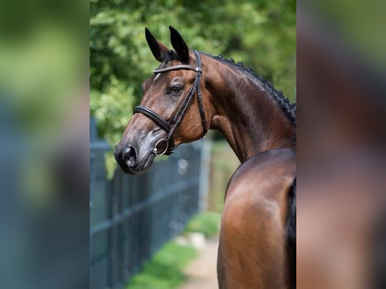 Ungarisches Sportpferd Stute 14 Jahre 171 cm Dunkelbrauner in GYOR