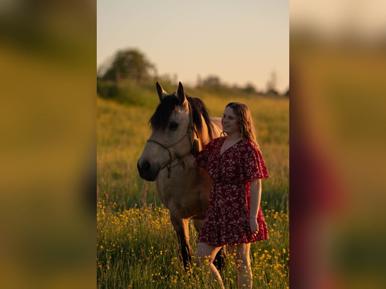 Ungarisches Sportpferd Mix Stute 14 Jahre Buckskin in Filderstadt