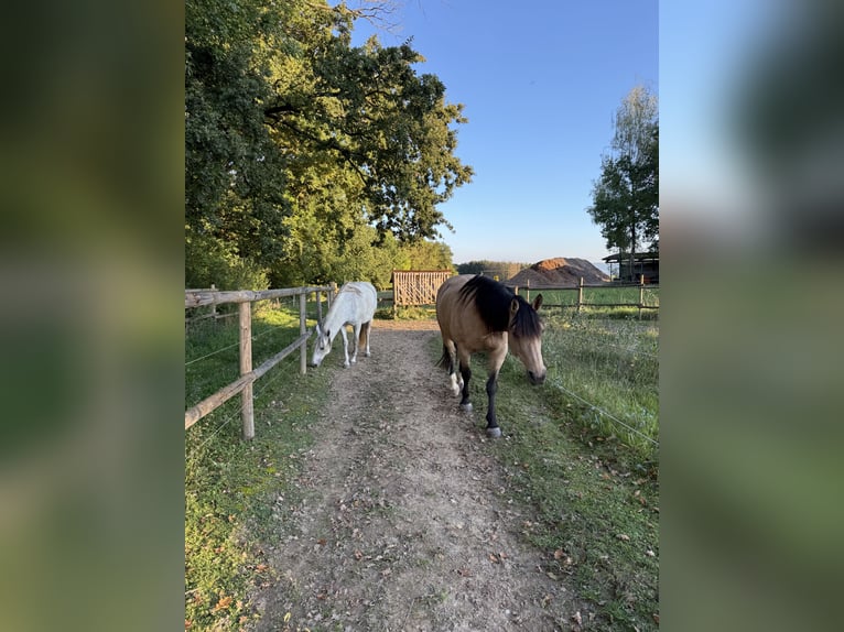 Ungarisches Sportpferd Mix Stute 14 Jahre Buckskin in Filderstadt