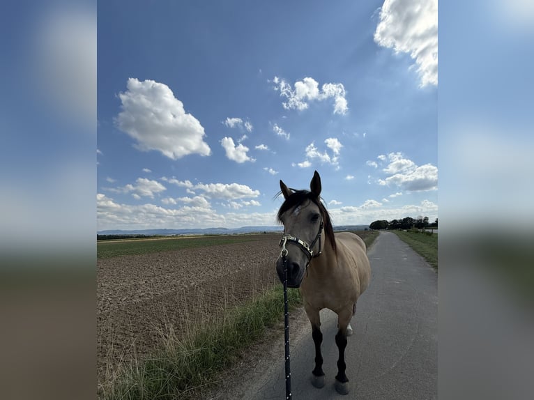 Ungarisches Sportpferd Mix Stute 14 Jahre Buckskin in Filderstadt