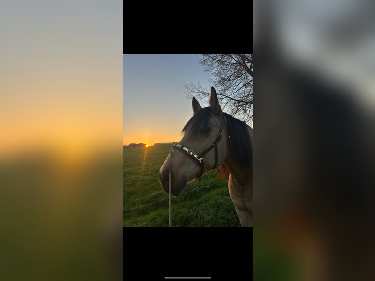 Ungarisches Sportpferd Mix Stute 14 Jahre Buckskin in Filderstadt