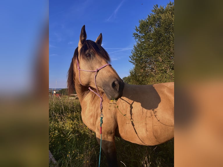 Ungarisches Sportpferd Mix Stute 14 Jahre Buckskin in Filderstadt