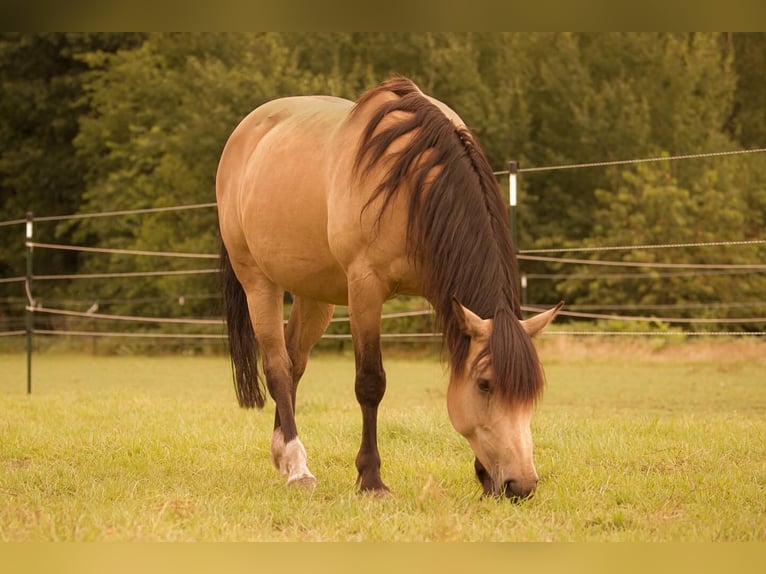 Ungarisches Sportpferd Mix Stute 14 Jahre Buckskin in Filderstadt