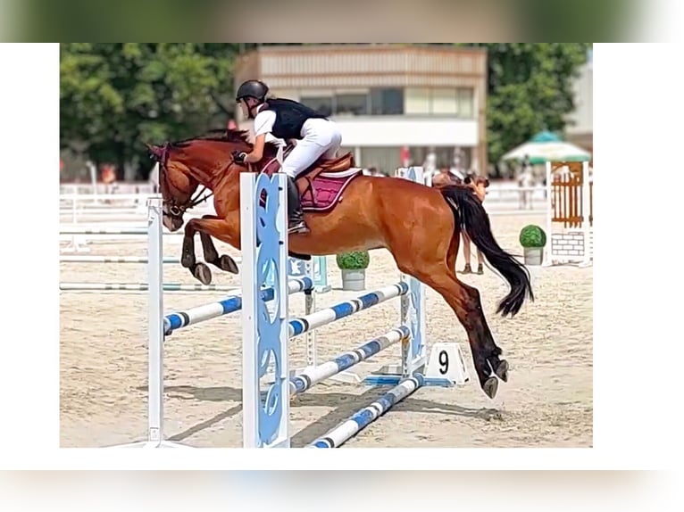 Ungarisches Sportpferd Stute 15 Jahre 164 cm Brauner in Vác