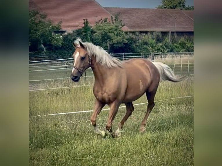 Ungarisches Sportpferd Stute 15 Jahre 165 cm Palomino in Stixneusiedl