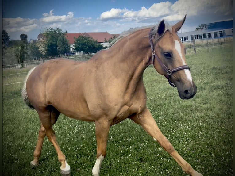 Ungarisches Sportpferd Stute 15 Jahre 165 cm Palomino in Stixneusiedl