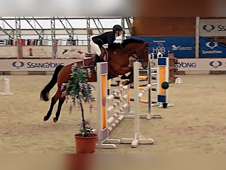 Ungarisches Sportpferd Stute 15 Jahre 166 cm Brauner in Szentes