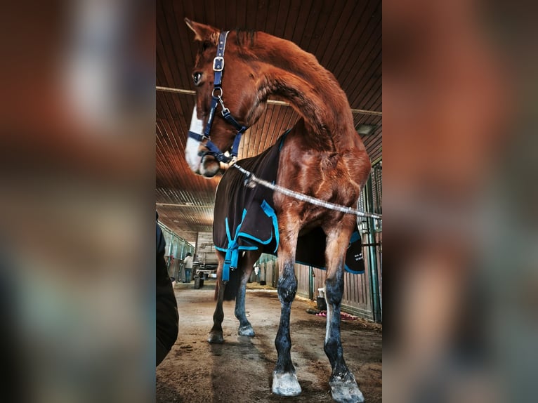 Ungarisches Sportpferd Stute 15 Jahre 166 cm Brauner in Szentes