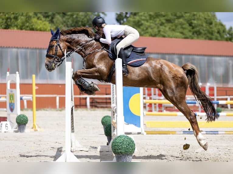Ungarisches Sportpferd Stute 15 Jahre Dunkelfuchs in Székesfehérvár