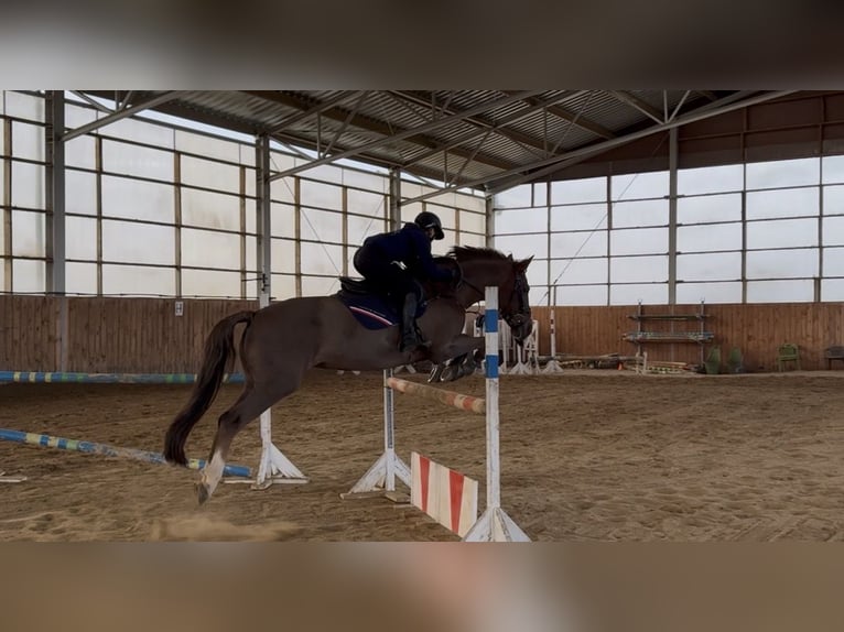 Ungarisches Sportpferd Stute 15 Jahre Dunkelfuchs in Székesfehérvár